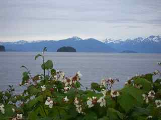 Alaska Scenery Flowers Mountains Ocean