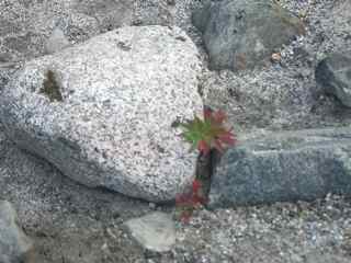 Survival Flower Between Rocks
